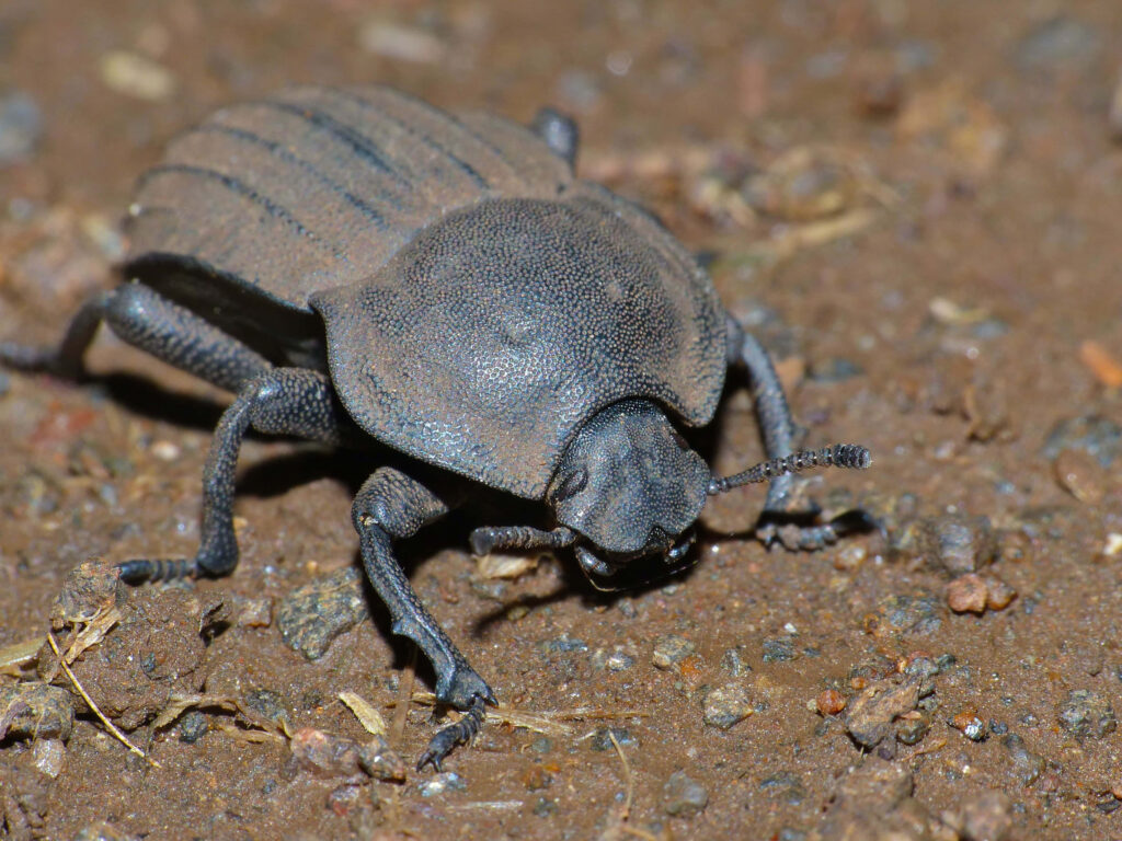 Macro close-up of textured black Darkling Beetle with segmented body on earthy ground background Wallpaper