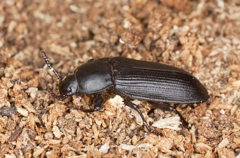 Close-up of matte black darkling beetle on textured earthy background macro photography wallpaper