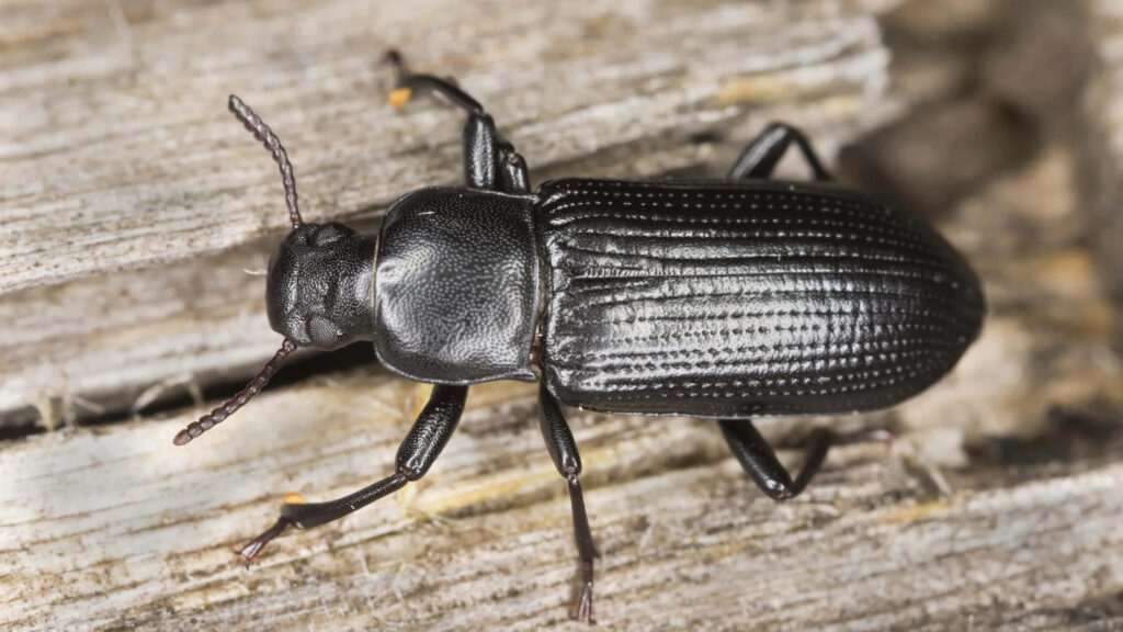 Close-up of darkling beetle on weathered wood showing shiny black exoskeleton and texture Wallpaper