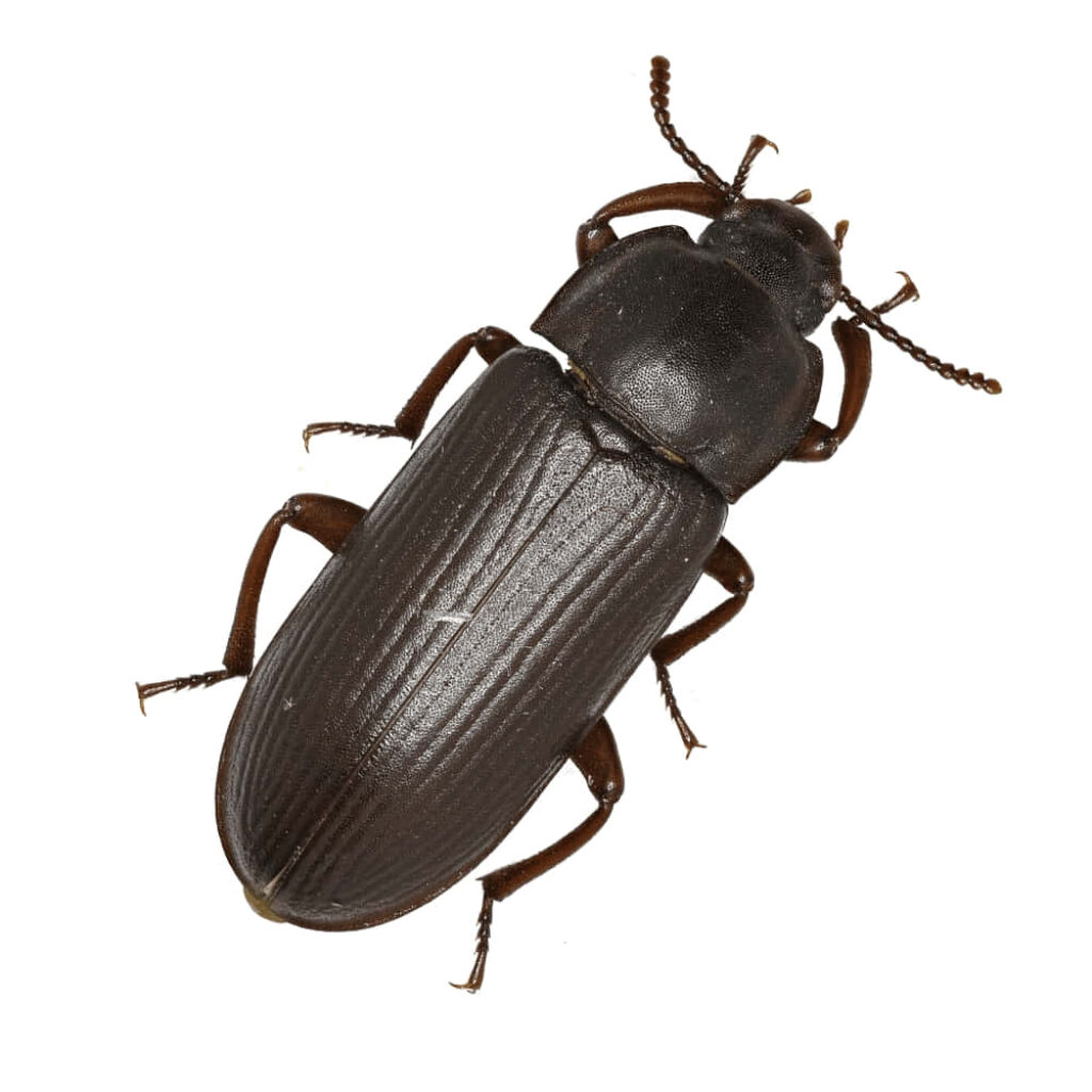 Top view of Darkling Beetle with smooth dark exoskeleton and detailed segmented legs wallpaper