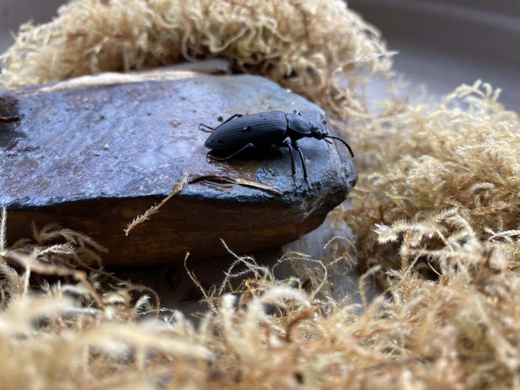 Darkling beetle on rough wood with golden moss close-up earthy nature texture wallpaper background