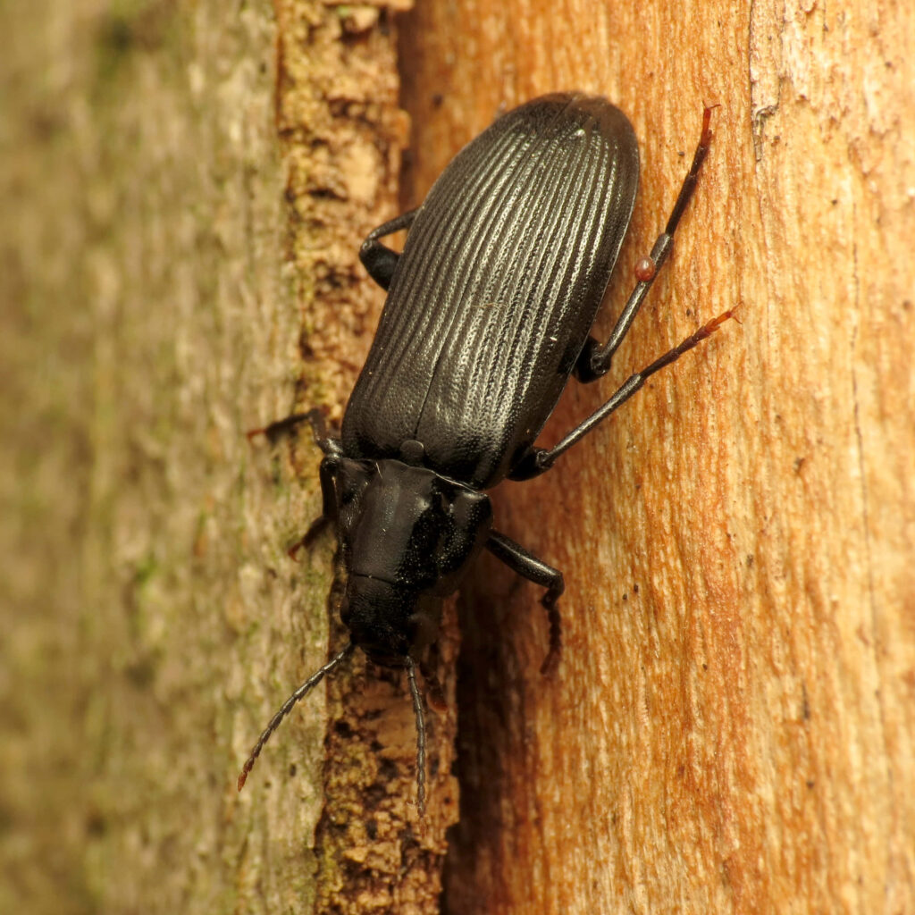 Close-up of darkling beetle on textured tree bark showing detailed black armor and natural tones Wallpaper