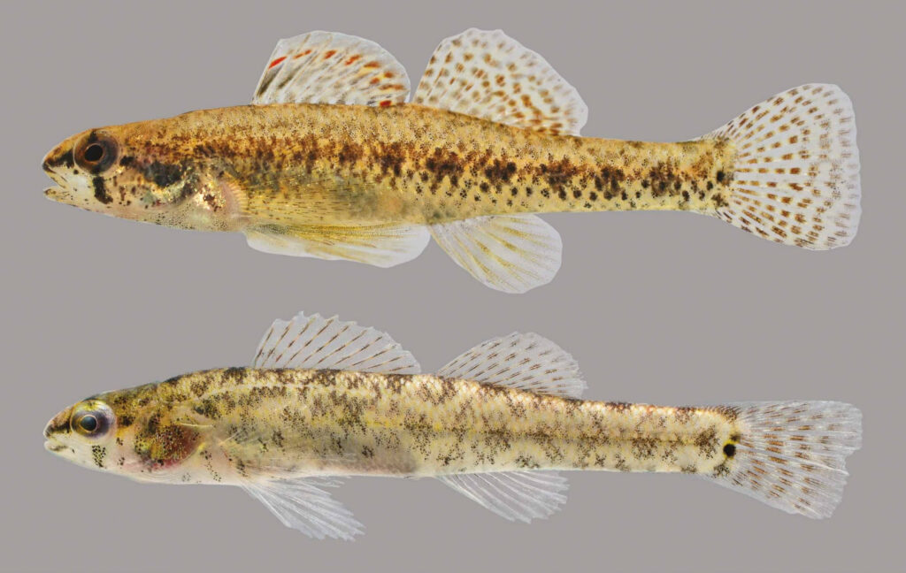 Two darter fish with yellow brown speckled bodies and translucent fins on gray wallpaper background
