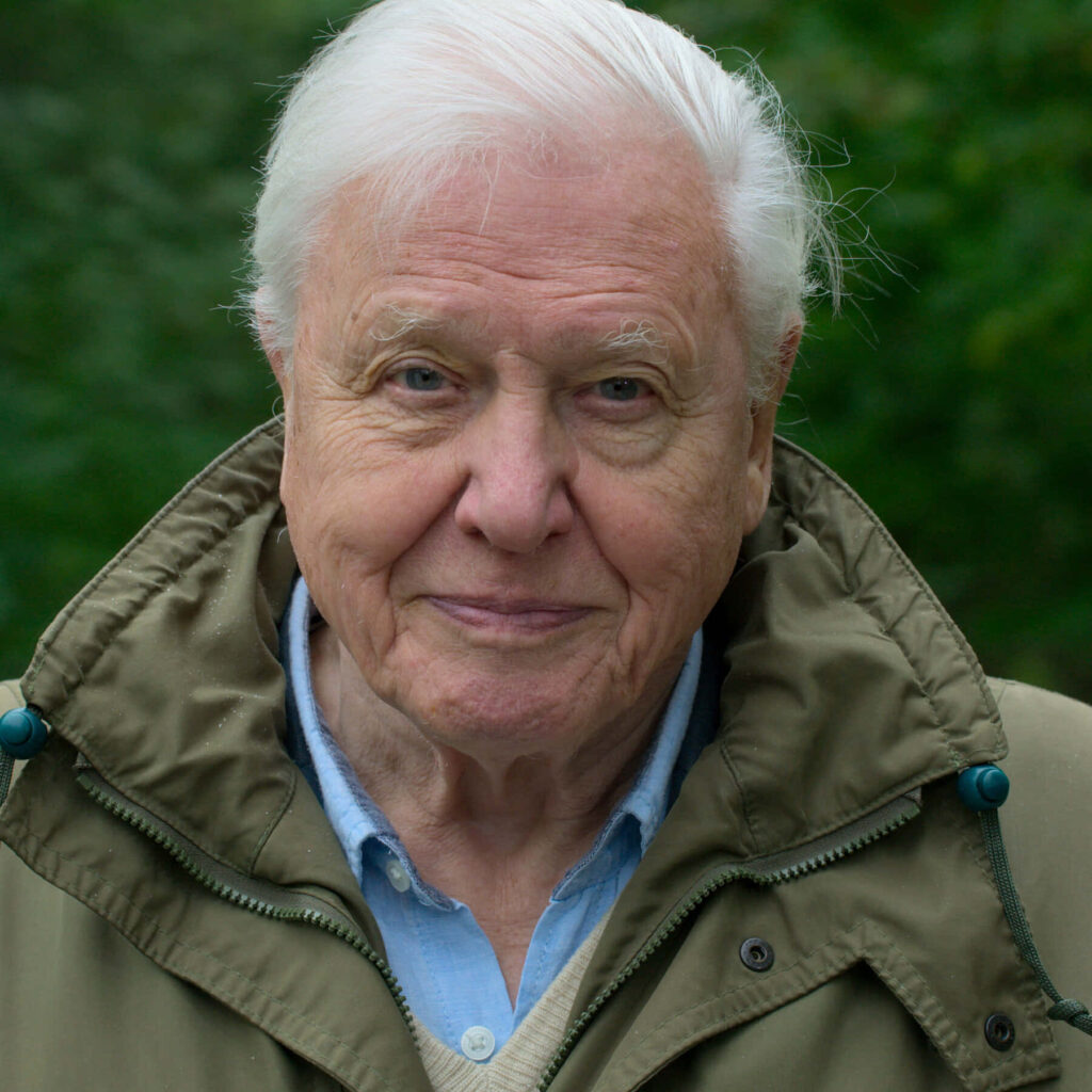 David Attenborough portrait with lush green nature background soft natural lighting wallpaper