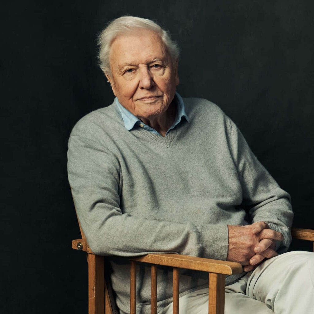 David Attenborough portrait wallpaper calm natural light gray sweater classic background