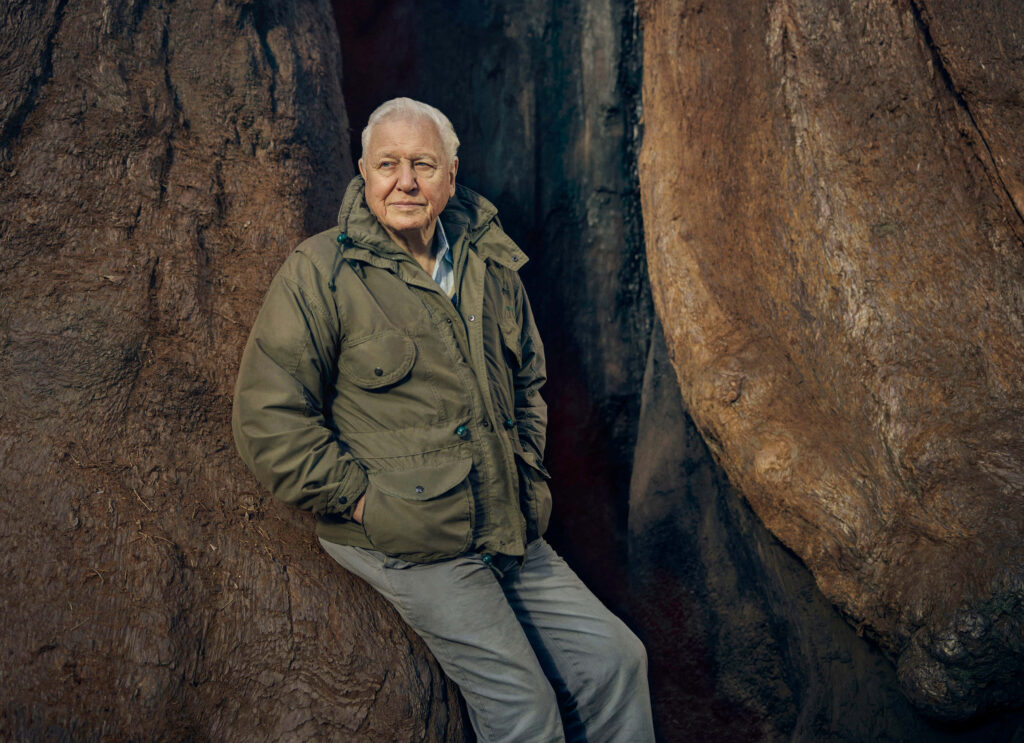 David Attenborough in olive jacket stands calm by rocky backdrop with warm earthy tones wallpaper