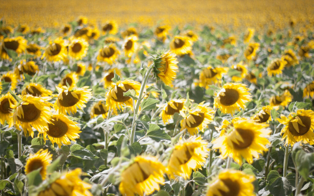 Basking in the Beauty: A Captivating Sunflower Aesthetic Garden Bathed in Daylight Wallpaper