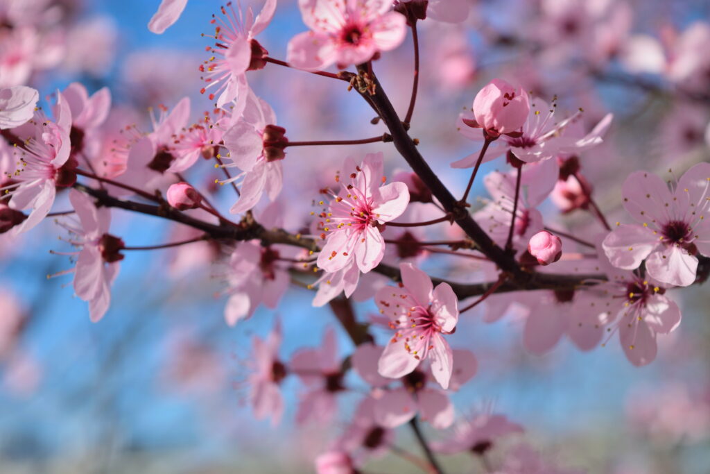 Blooming Beauty: A Focus on Sakura Tree during Daytime in a Blossom-filled Wallpaper