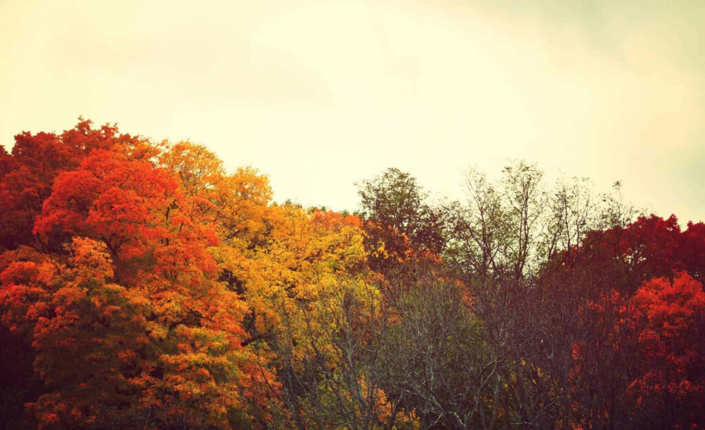 Nature's Fiery Tapestry: A Stunning Autumn Visual for Your Tumblr Desktop - Vibrant Trees Bedecked in Golden and Orange Leaves Wallpaper