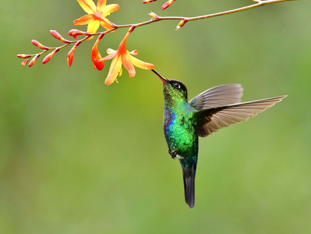 Iridescent Hummingbird Wallpaper: Vibrant Colors & Graceful Sipping