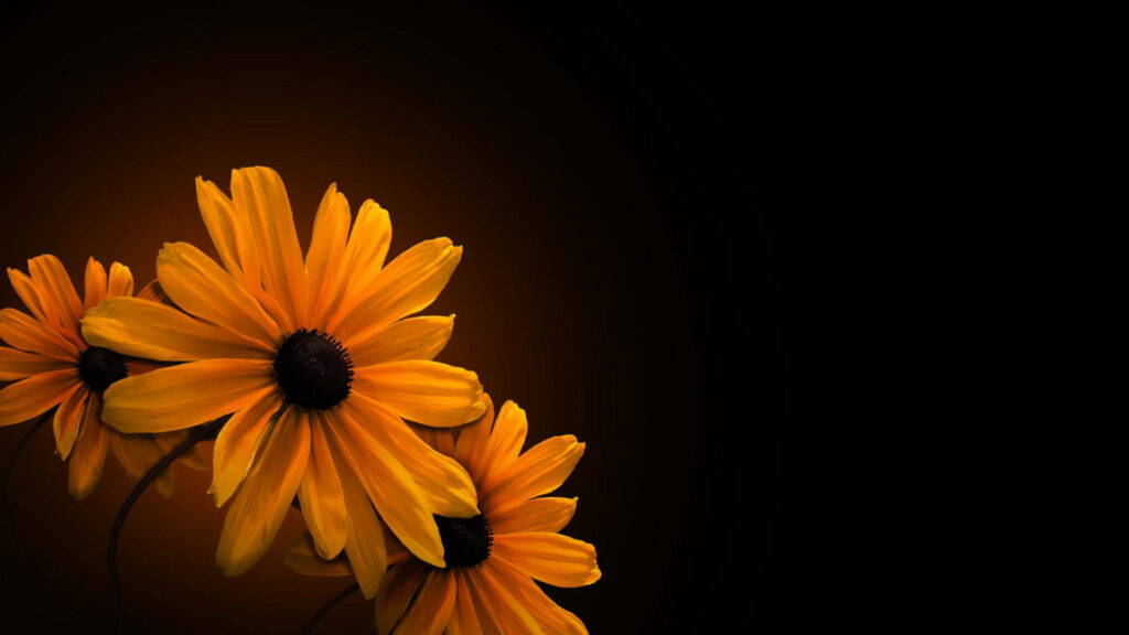 Dark Sunflower Elegance: Captivating Dark Floral Background Photo Wallpaper