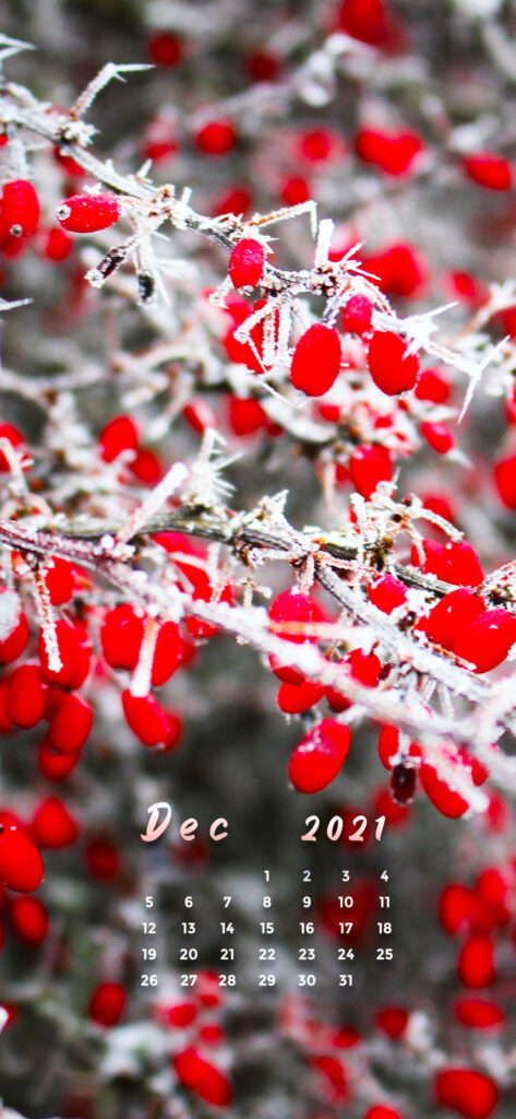 December 2021 calendar wallpaper with frosted red cherries on branches in a winter background