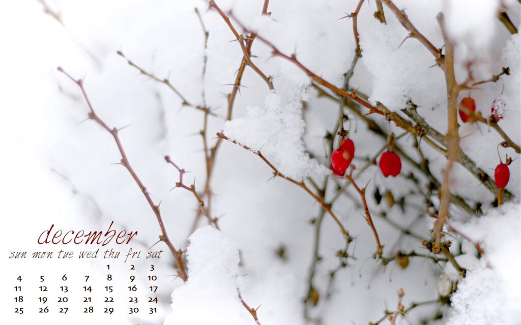 December snow and red berries on branches with minimalist calendar winter wallpaper background
