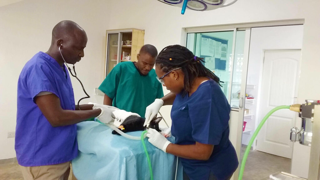 Three doctors in scrubs performing surgery teamwork professionalism medical team operating room Wallpaper
