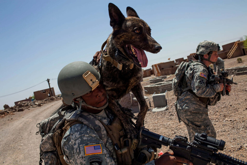 Soldier carrying military working dog on shoulders in desert combat showing teamwork bond Wallpaper