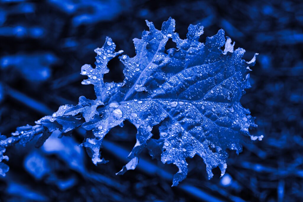 Deep Blue Leaf Macro with Water Droplets - Stunning Wallpaper Background