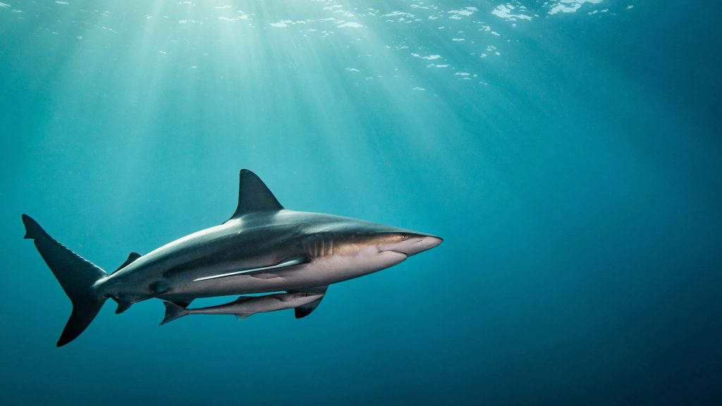 Large dark-backed reef shark swimming with remora in vibrant blue sunlit ocean wallpaper
