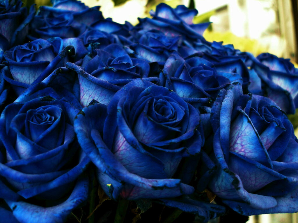 Deep Blue Roses Bouquet Wallpaper - Vibrant Floral Background