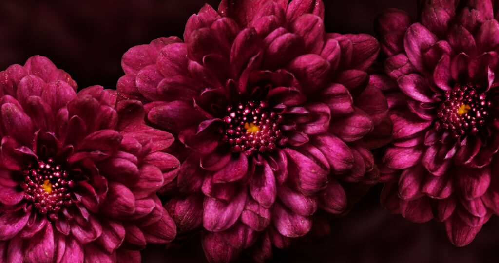 Deep Burgundy Flower Wallpaper on Dark Background - Rich Petal Details