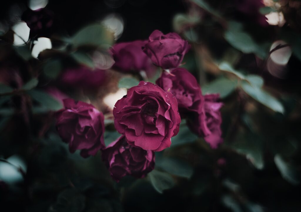 Deep Magenta Roses Close-Up Wallpaper - Serene Garden Background