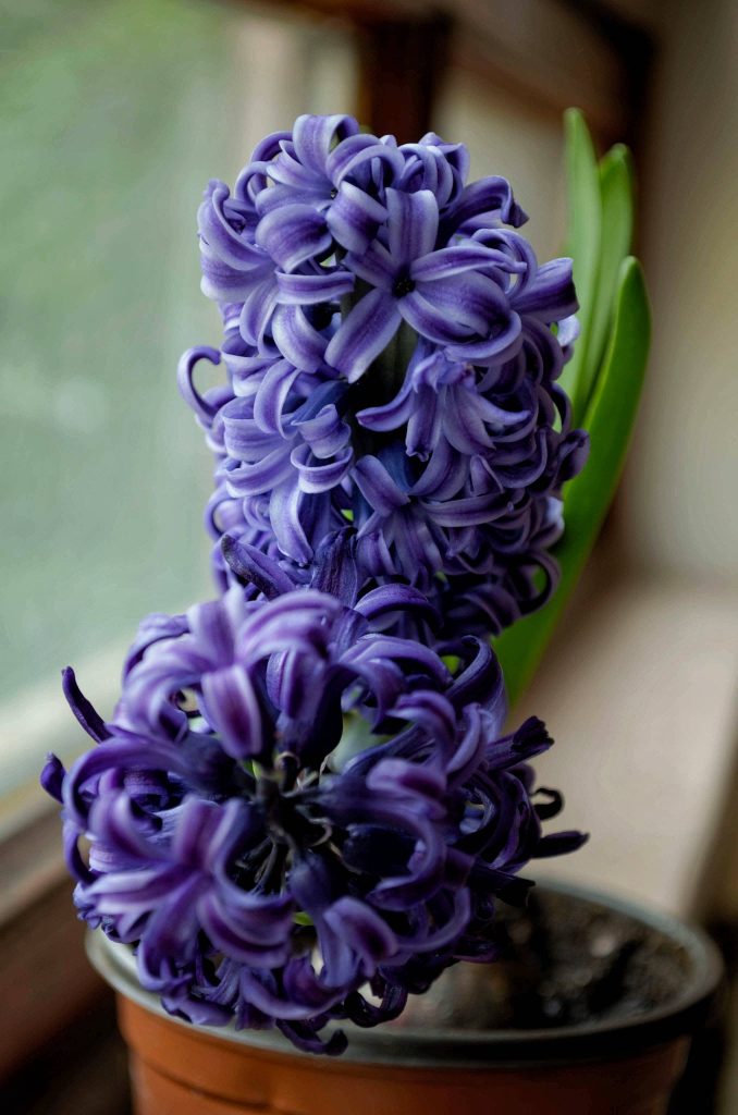 Close-up of vibrant purple hyacinth blooms in soft window light spring flower wallpaper background
