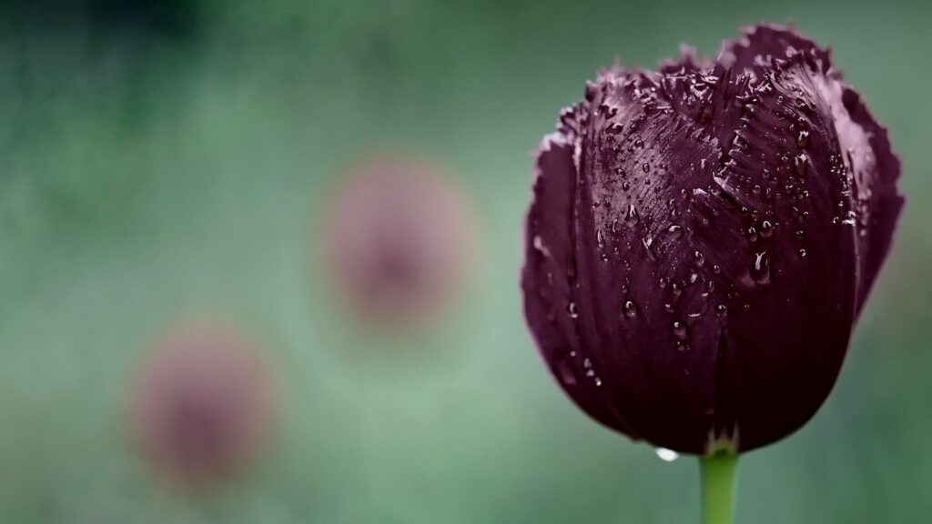 Deep Purple Tulip Bud with Water Droplets - Beautiful Wallpaper