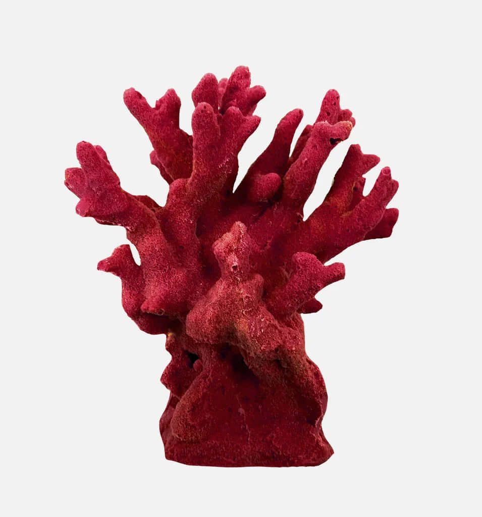 Deep red branching coral wallpaper showcasing vibrant texture and natural organic beauty
