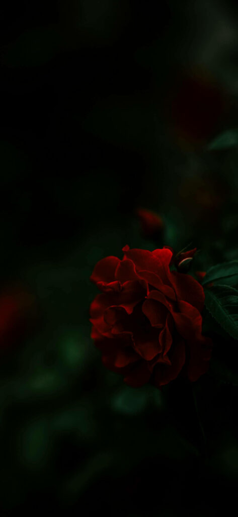 Deep Red Delight: Oneplus 7 Pro's Blooming Rose Wallpaper