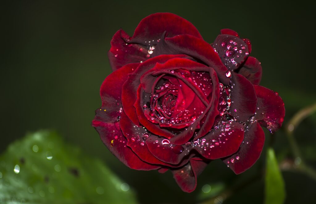 Macro Close-Up of Deep Red Rose with Water Droplets on Dark Green Wallpaper