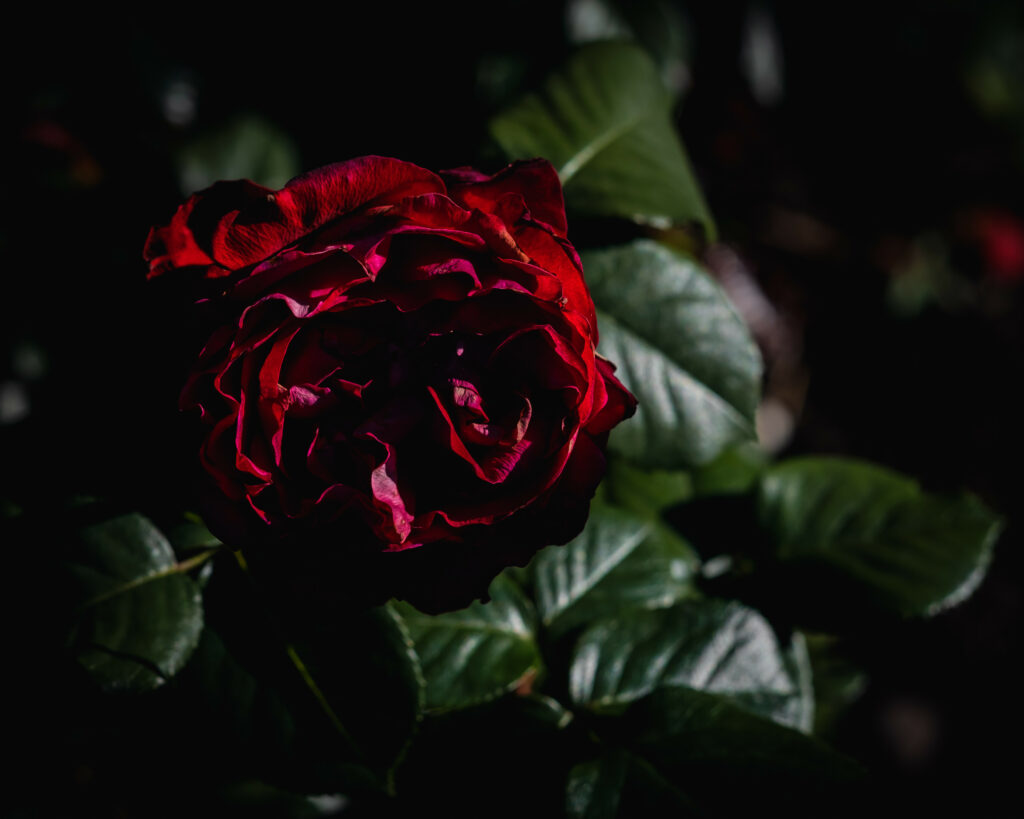 Deep Red Rose Close-Up on Dark Background with Lush Green Leaves Wallpaper
