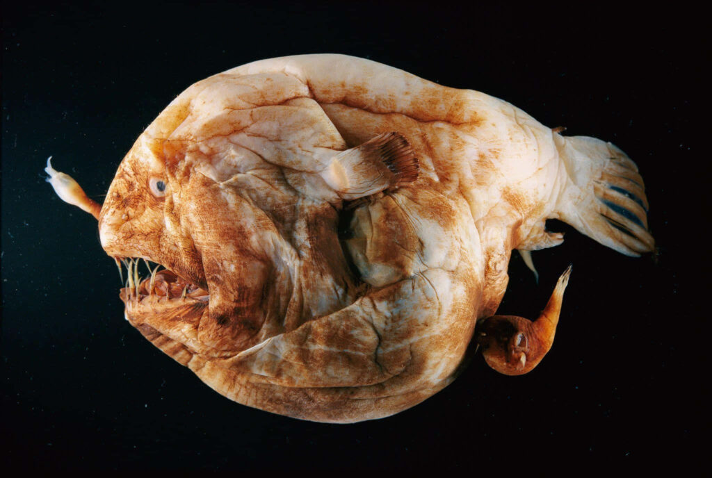 Close-up of deep sea anglerfish with glowing lure and sharp teeth on dark ocean background Wallpaper