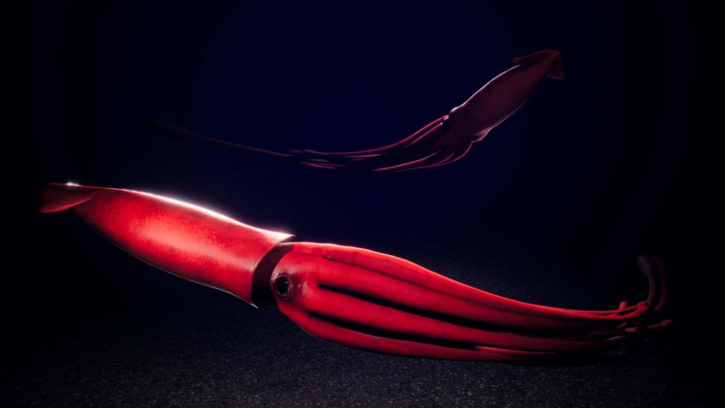 Digital art wallpaper of two vibrant red squids gliding through dark deep sea abyss background