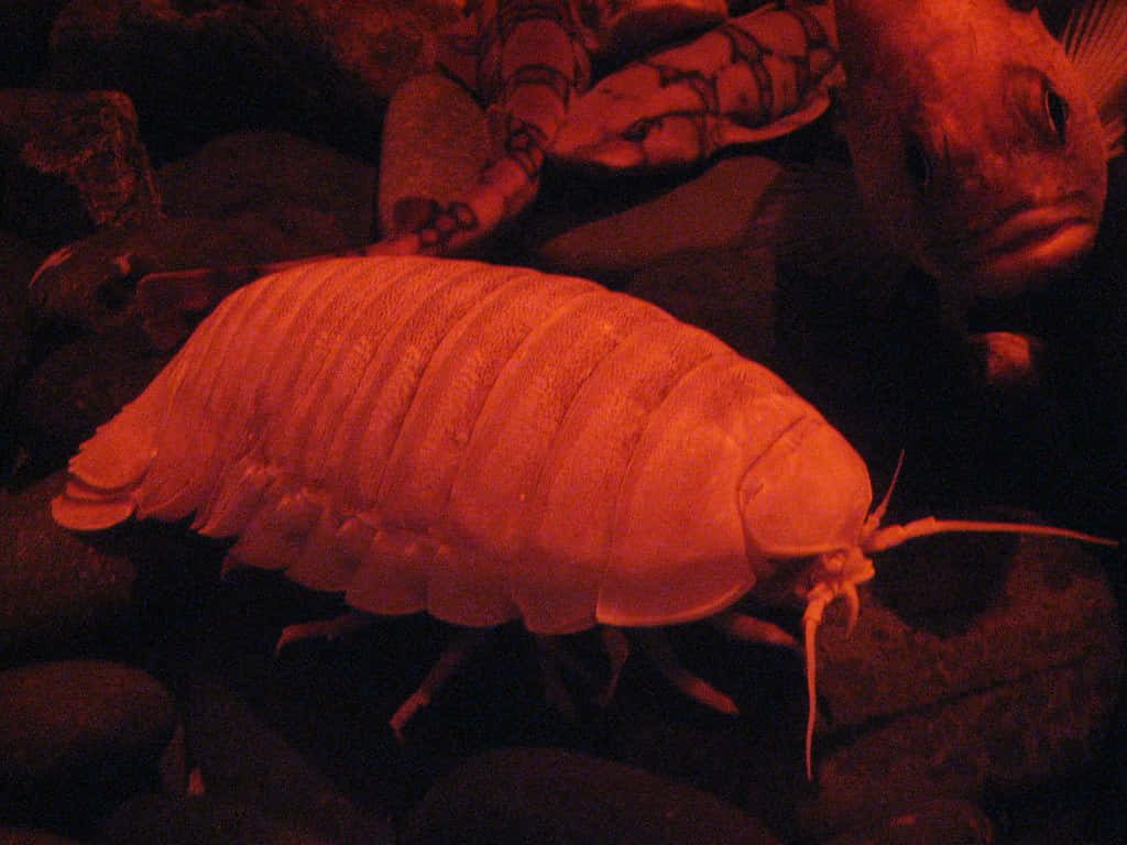 Giant Isopod on dark rocks in red-lit aquarium with fish for deep sea wallpaper background