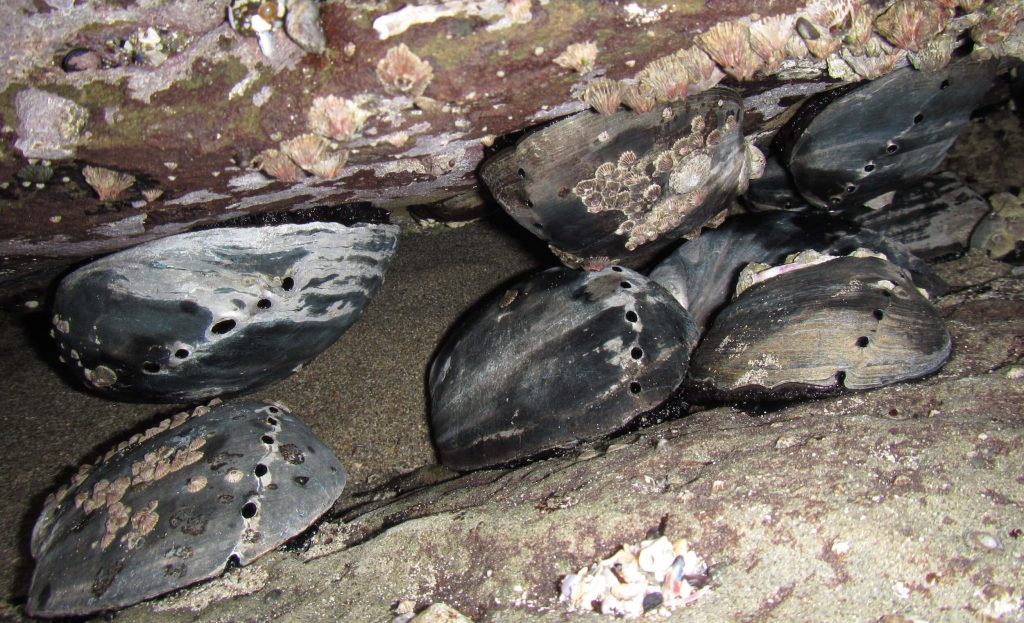 Close-up of dark Haliotis abalone shells with unique pores under rocky ledge in deep-sea crevice Wallpaper