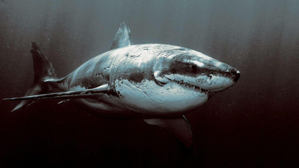 The Forsaken Predator: A Haunting Black and White Shark Wallpaper