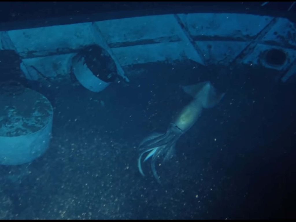 Deep-sea squid swimming near metallic shipwreck in dark ocean abyss underwater wallpaper background