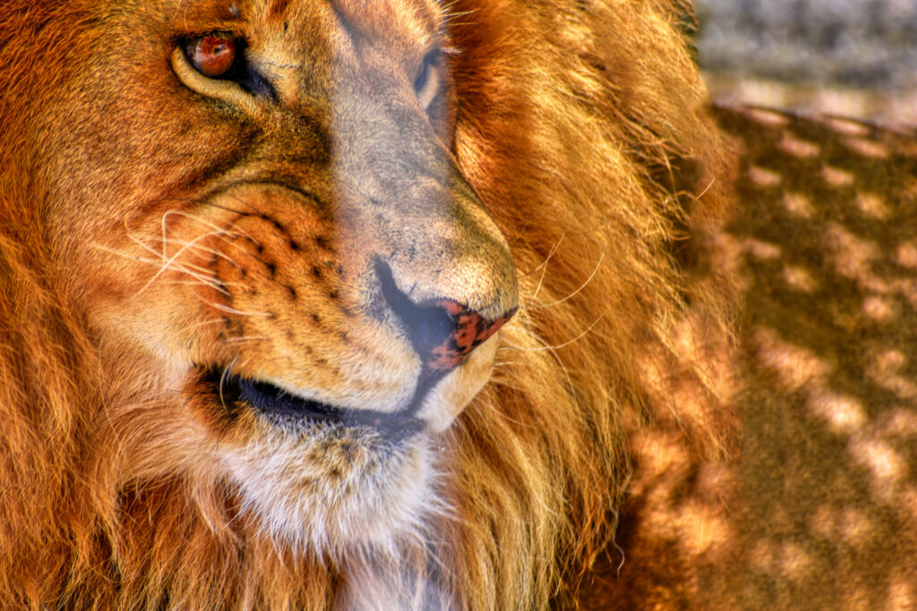 Gaze of Fury: Majestic Lion Captured in an Intense Pose Wallpaper