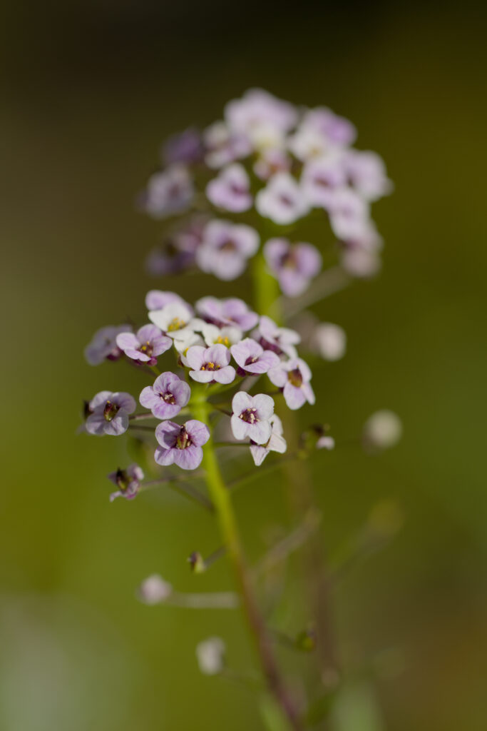 Delicate Alyssum Flowers: Pale Lavender Petals & Soft Blurred Background Wallpaper