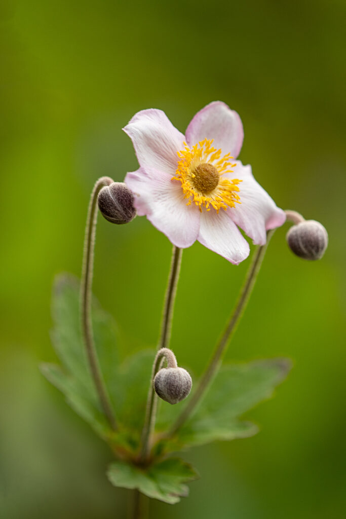 Delicate Anemone Flower Wallpaper in Soft Green Background