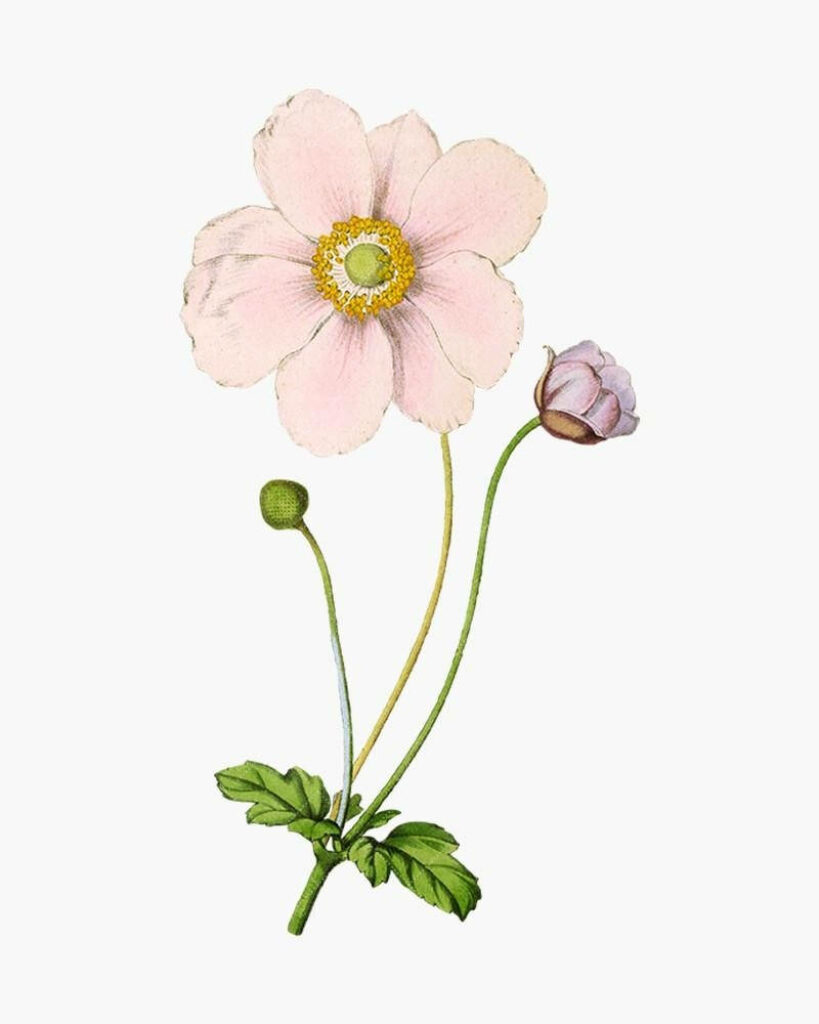 Delicate Anemone Flower Wallpaper: Pink Petals & Green Stems Design