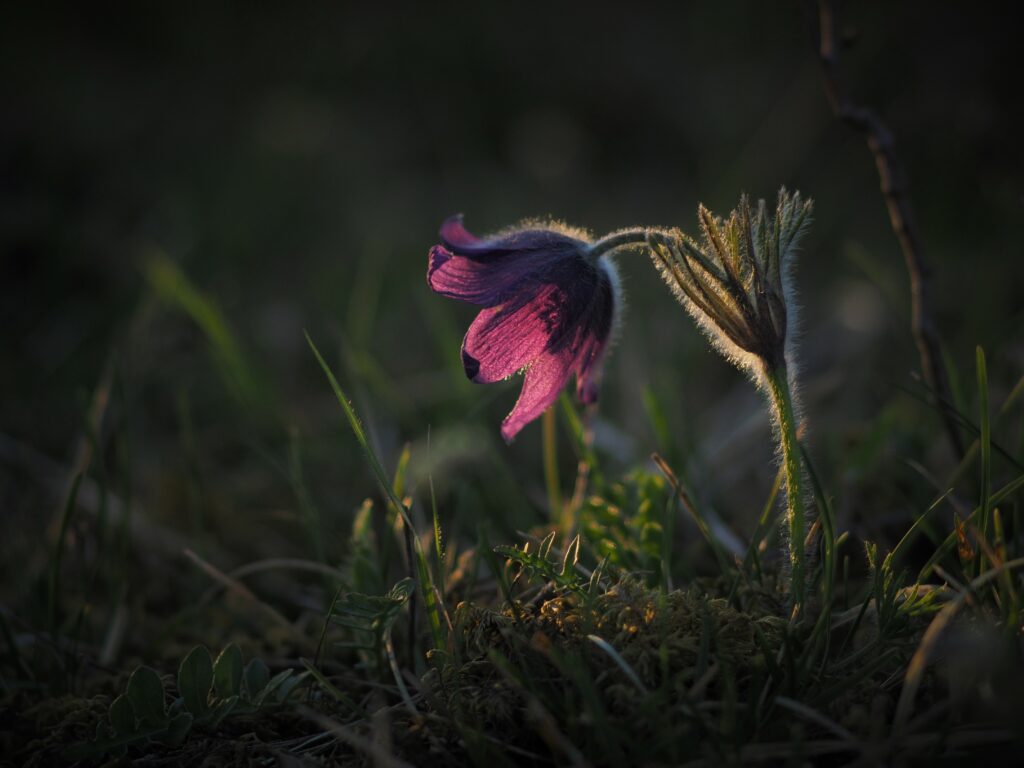 Serene Anemone Flower Wallpaper: Vibrant Petals in Natural Light