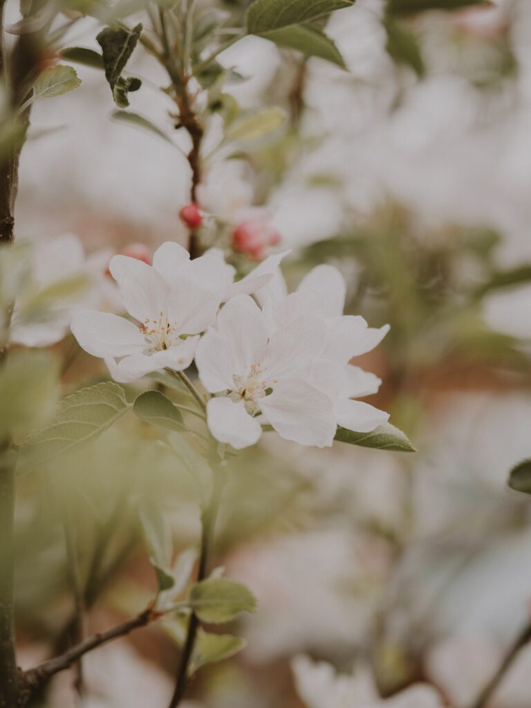 Delicate Apple Blossom Wallpaper: Spring's Beauty in Bloom