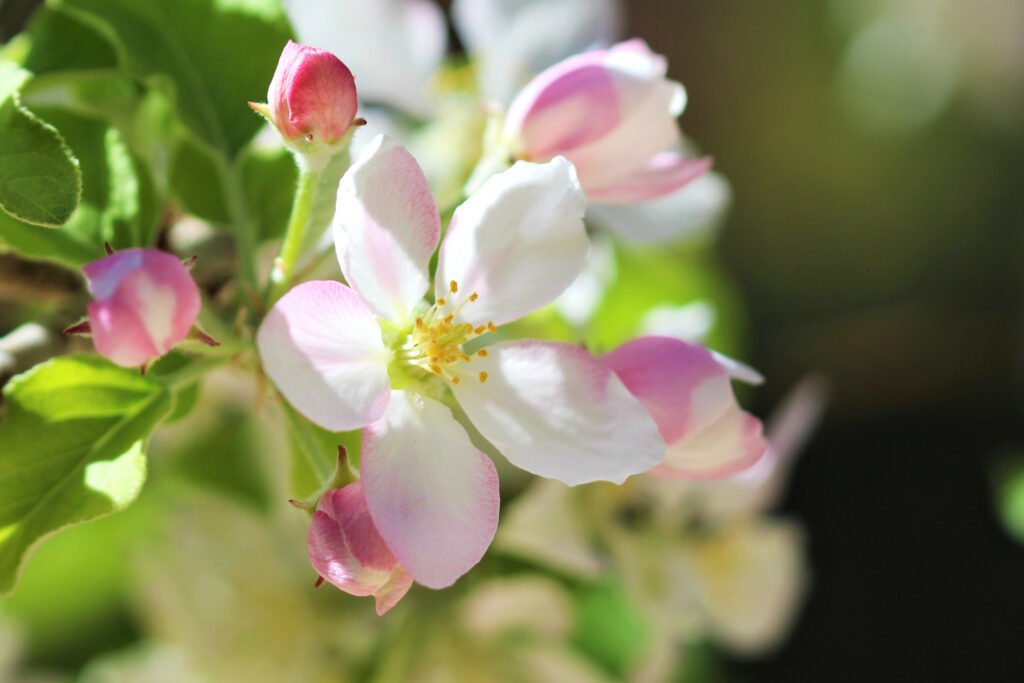 Delicate Apple Blossom Wallpaper: Springtime Beauty in Close-Up