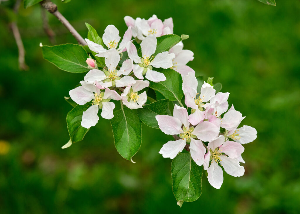 Delicate apple tree flowers with white pink petals and green leaves on branch in spring background Wallpaper