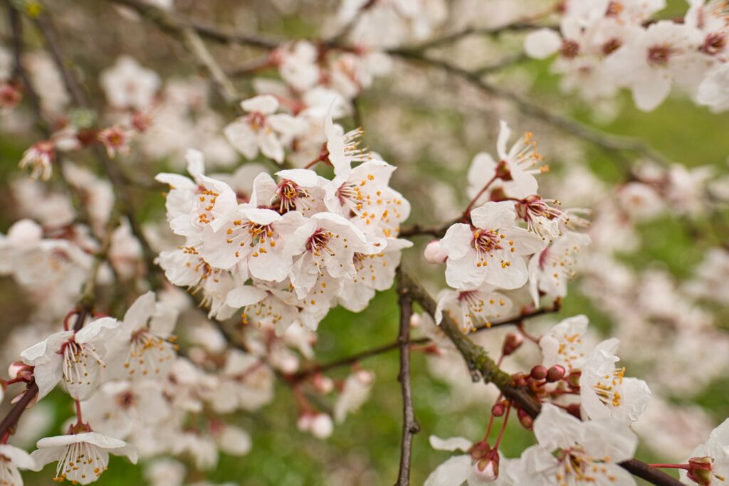 Delicate Apricot Blossom Wallpaper - Soft Pink Floral Background
