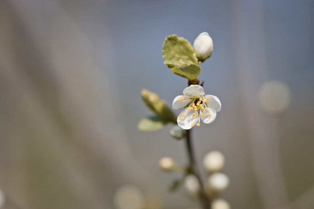 Delicate Apricot Flower Bloom: Spring Wallpaper Background