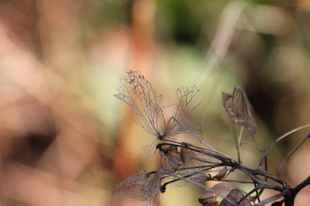 Delicate dry autumn branch with lace-like leaves in soft earthy tones blurred background wallpaper
