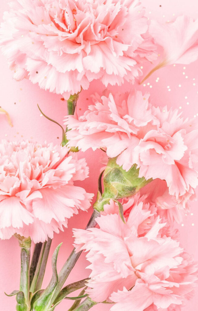 Delicate Baby Pink Carnation Wallpaper | Elegant Floral Aesthetic