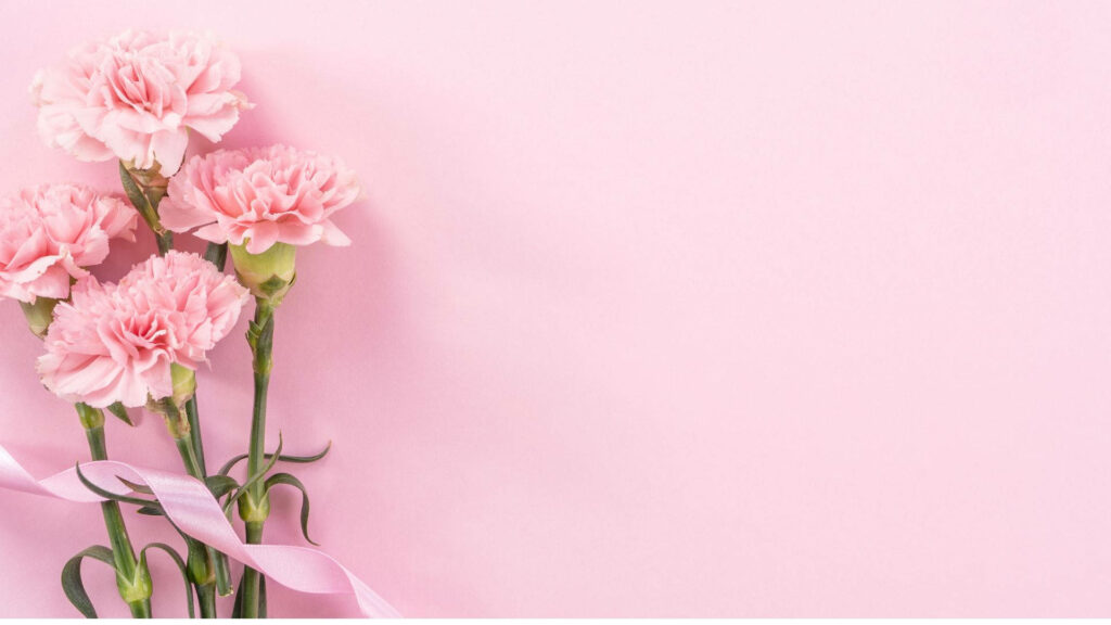 Elegant Baby Pink Carnations Wallpaper with Soft Pink Background