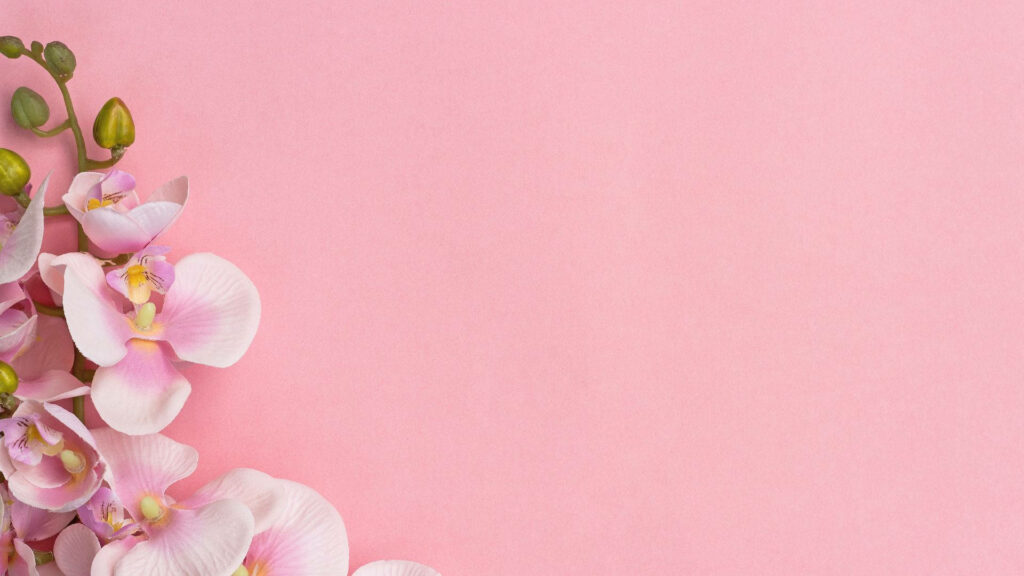Delicate Baby Pink Orchids Wallpaper on Soft Pink Background